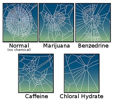 spidercaffeine